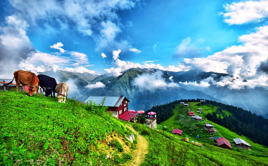 Alya Travel Trabzon